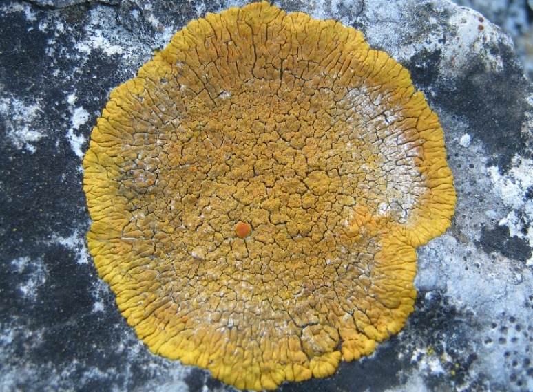 Caloplaca: Variet�